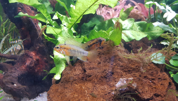 Couple d'apistogramma macmasteri
