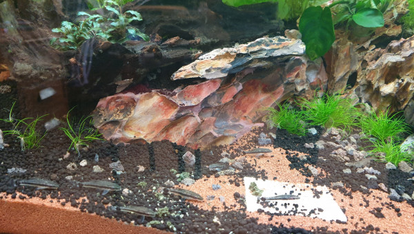 La table est nettoyée, digestion sur place