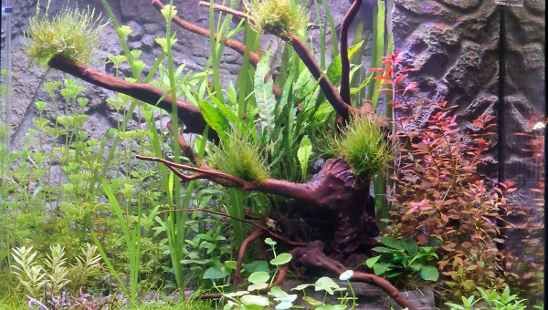 Après 26 jours et couché du soleil à 60%