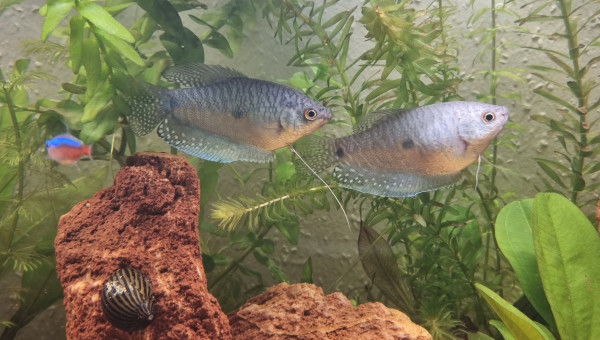 Question sexe des gourami ?