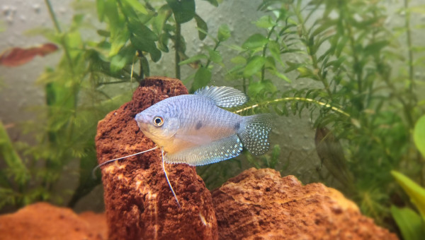 Question sexe des gourami ?