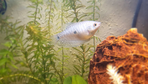 Question sexe des gourami ?