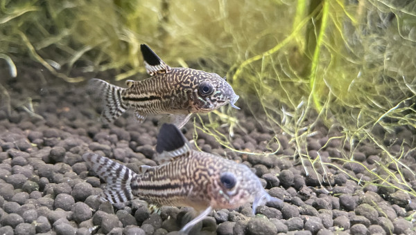 Tour d’horizon de la population