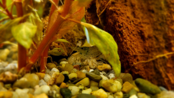 3 nouvelles mignonnes