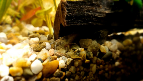 3 nouvelles mignonnes