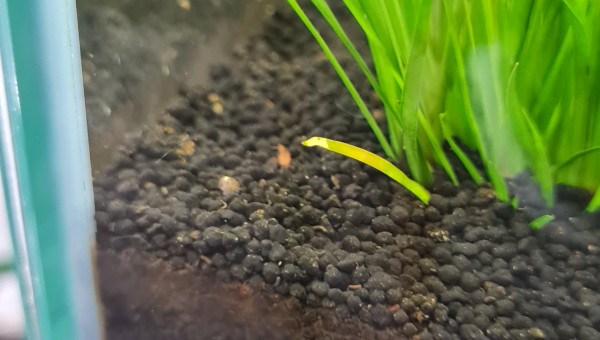 Premières juveniles