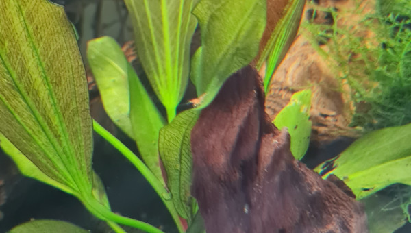 Premières juveniles