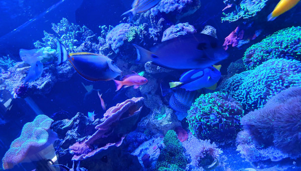 Petit moment du repas avec moule et krill