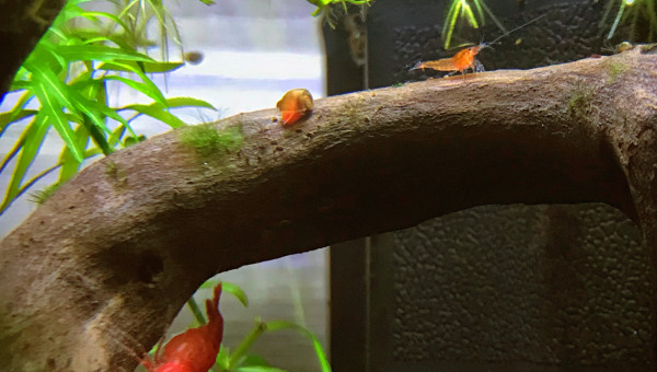 Éclosion de la fleur d’anubia et premières sorties des petites crevettes ? : Y’a d’la vie dans ce petit bac ?