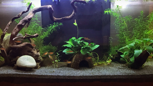 Éclosion de la fleur d’anubia et premières sorties des petites crevettes ? : Y’a d’la vie dans ce petit bac ?