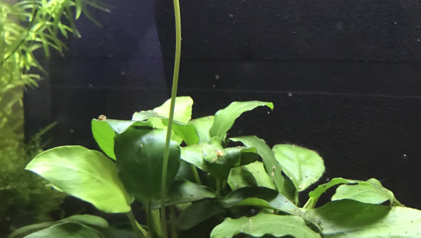 Éclosion de la fleur d’anubia et premières sorties des petites crevettes ? : Y’a d’la vie dans ce petit bac ?