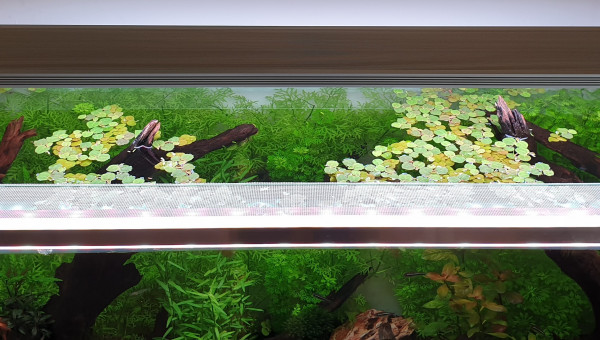 Anti évasion crevettes mis au propre