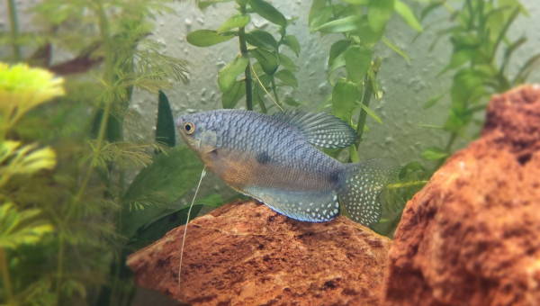 La beauté du Gourami