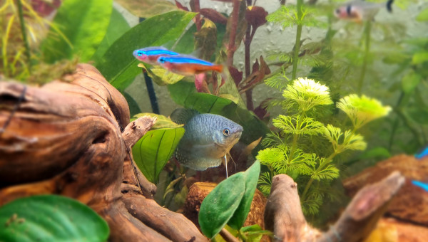 La beauté du Gourami
