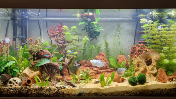 Silence ça pousse...