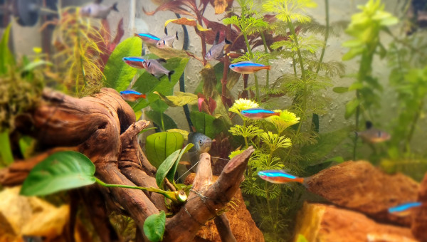 Silence ça pousse...