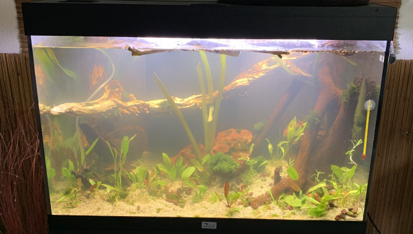 Colonisation bactérienne