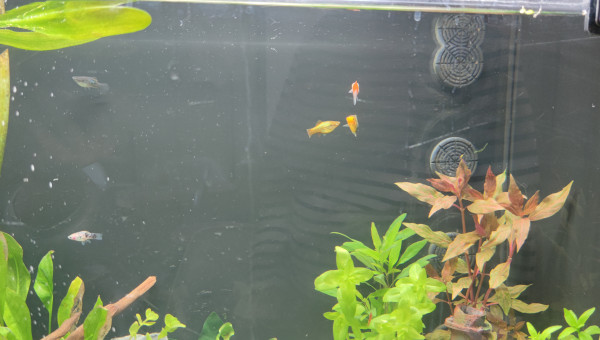Introduction des platy