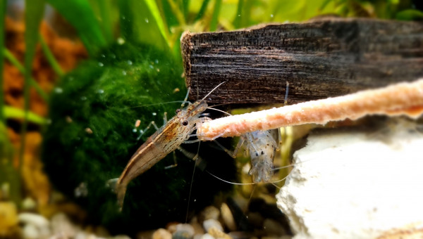 Les Japonicas en action