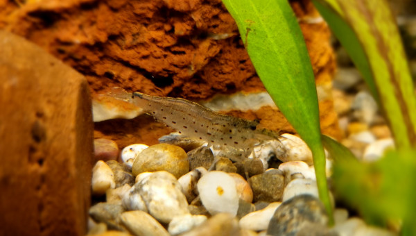 Les Japonicas en action