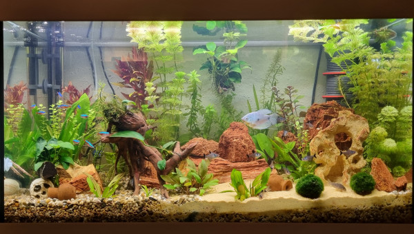 LE CANYON  OCCITAN en avril