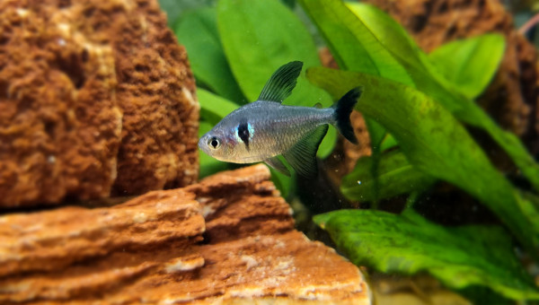 Neritinas, Cardinalis et Tétras Fantôme