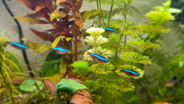 Neritinas, Cardinalis et Tétras Fantôme