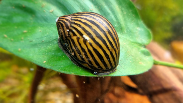 Neritinas, Cardinalis et Tétras Fantôme