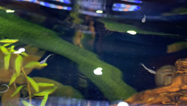 Naissance des premiers alevins