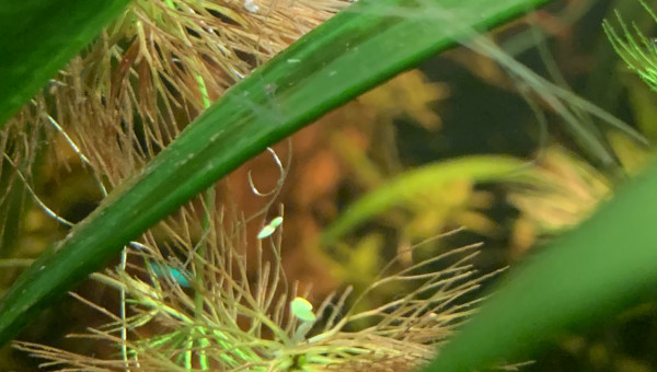 Première crevette grainée