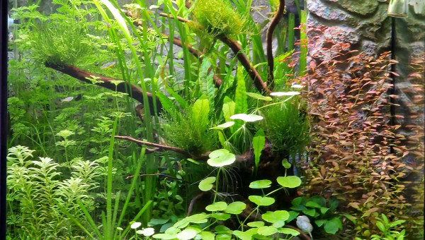 Evolution au 06 avril 2023 soit après 7 semaines