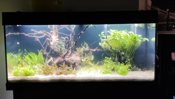 mise en place des plantes