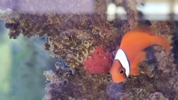 Première ponte A. Frénatus