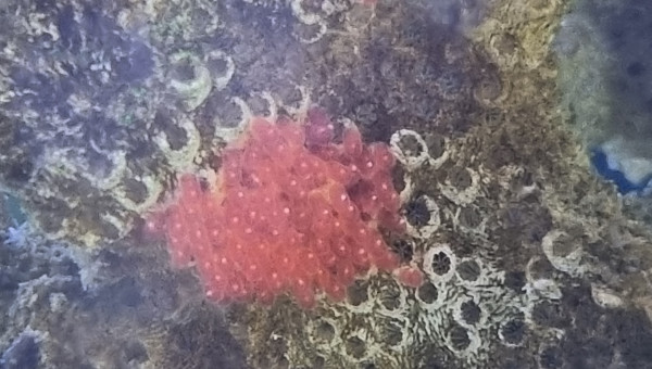 Première ponte A. Frénatus