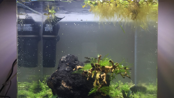 Plantation et mise en eau