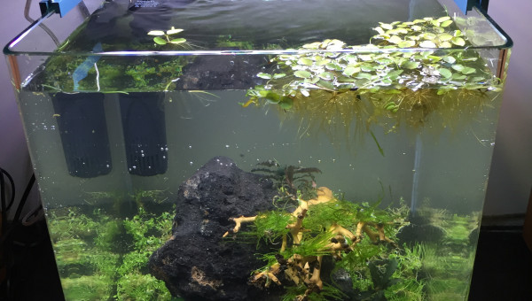 Plantation et mise en eau