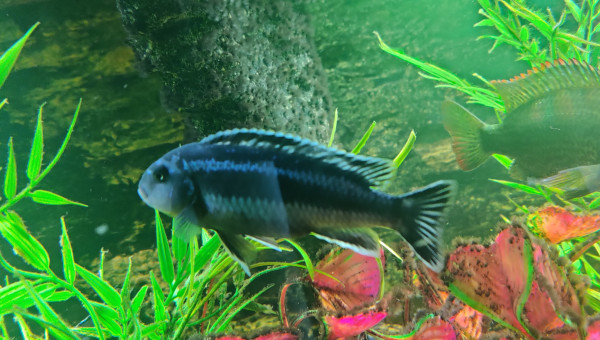 Melanochromis Cyaneohabdos