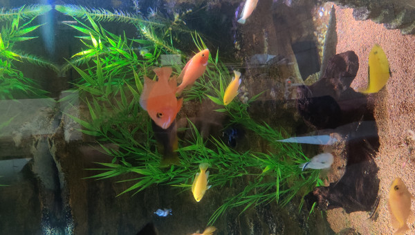 Pseudotropheus Socoloffi Albino