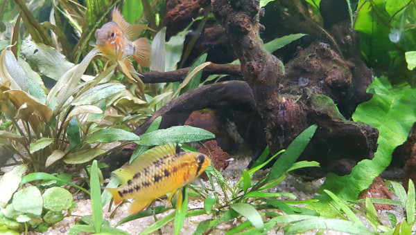 Première naissance A. Macmasteri