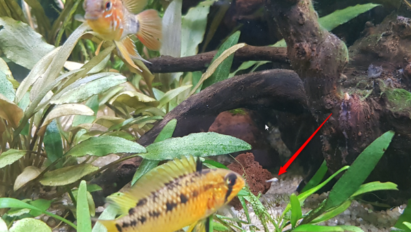 1ère naissance A. Macmasteri