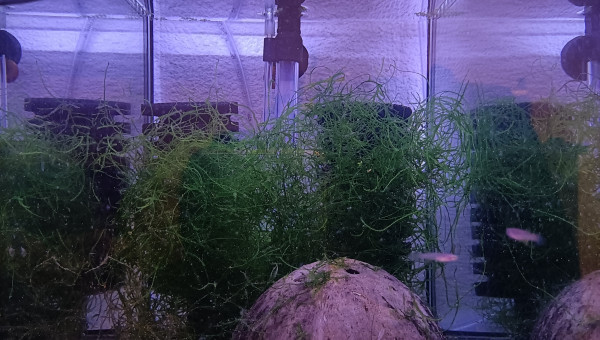 Fundulopanchax scheeli