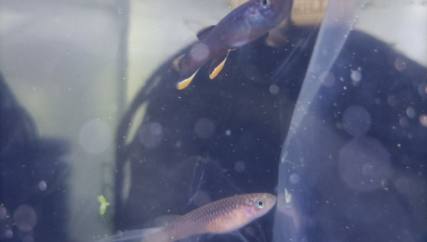 Couple Aphyosemion celiae celiae Teke CXC 21