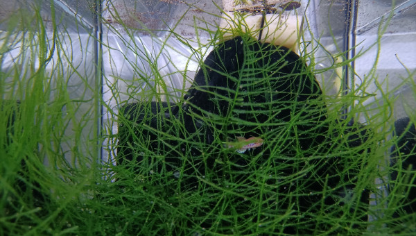 Fundulopanchax gardneri Nsukka