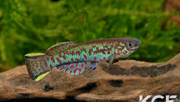 Fundulopanchax gardneri Nsukka