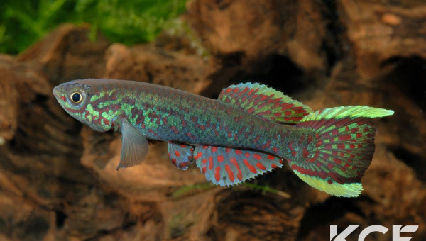 Fundulopanchax gardneri Nsukka