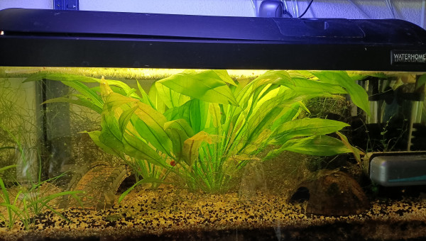 Bac avec Fundulopanchax sjoestedti Niger Delta