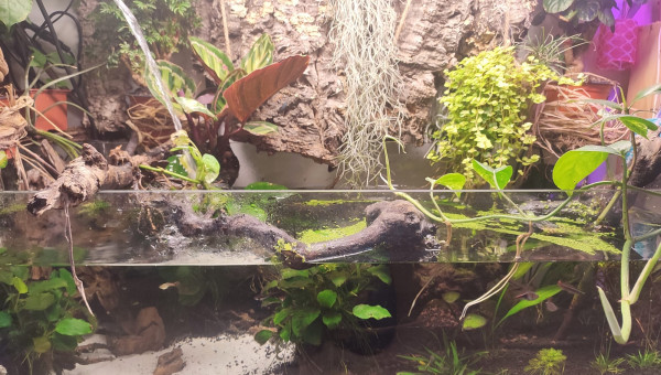 Ensemble du Shallow Tropical