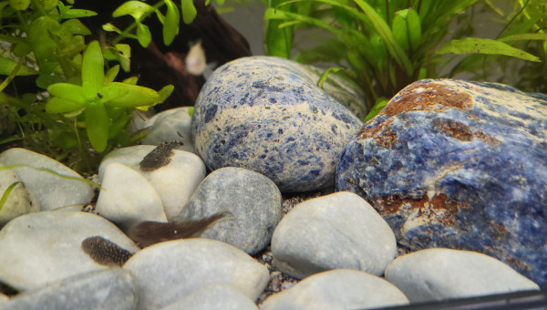 Loches de Bornéo Gastromyzon punctulatus