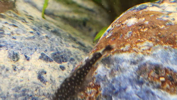 Loches de Bornéo Gastromyzon punctulatus