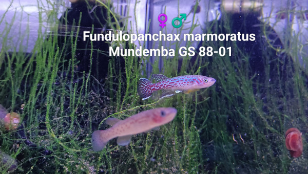 Fundulopanchax marmoratus Mundemba GS 88-01